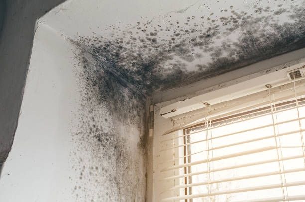 Affordable Mold Cleanup solutions in Trappe, MD